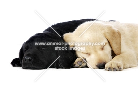 Golden and black Labrador Puppies lying asleep isolated on a white background