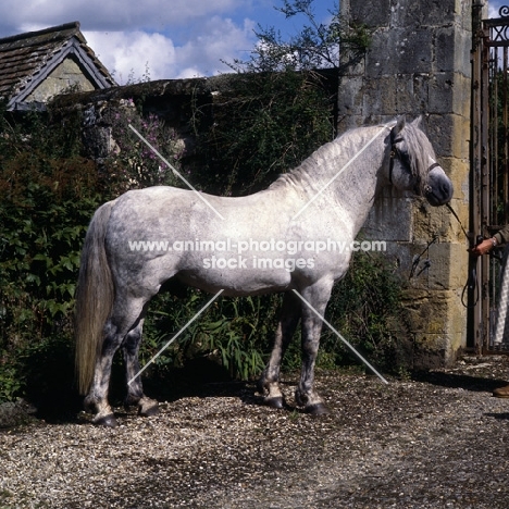 Macnamara, connemara stallion older, now nearly white, thought to be one of the greatest connemara stallions ever to stand in england