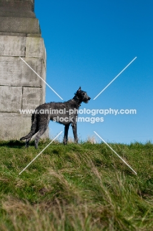 Deerhound standing near wall