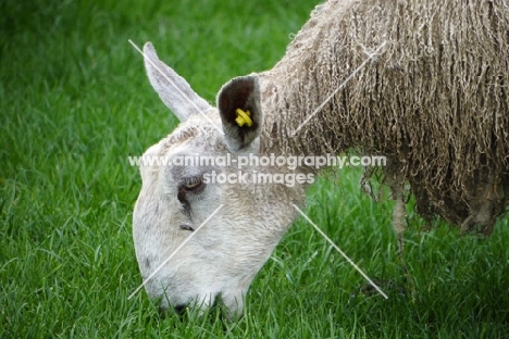 Bluefaced Leicester ewe grazing
