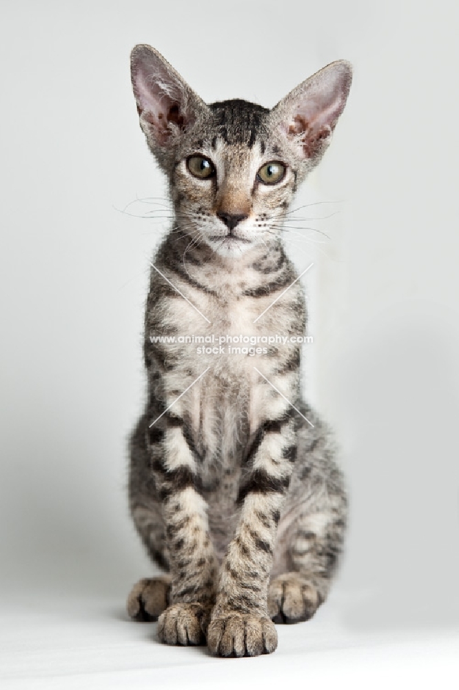 young peterbald cat looking into camera
