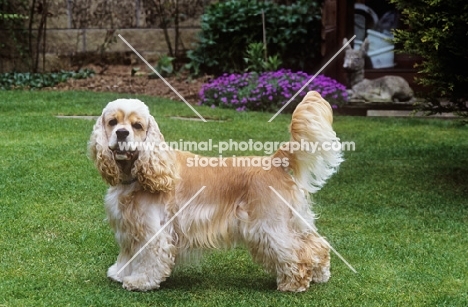 undocked cocker spaniel