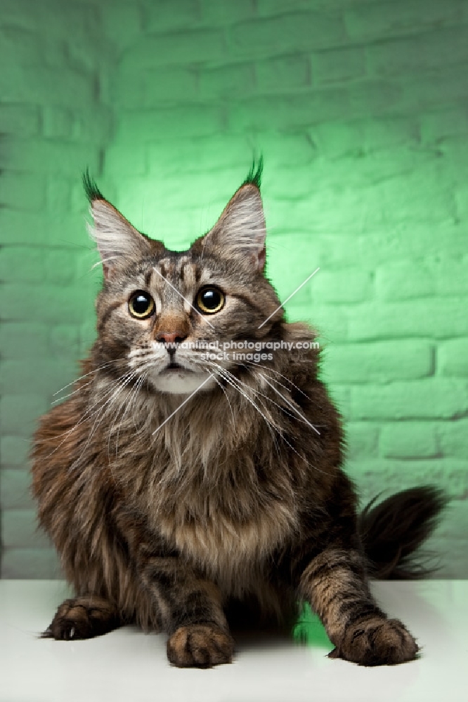 Maine Coon cat resting and looking towards camera