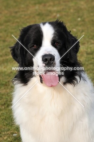 Newfoundland, also known as Landseer European Continental Type (E.C.T.)