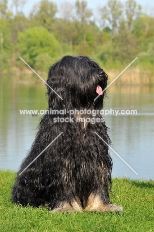 Cao da Serra de Aires (aka Portuguese Sheepdog)