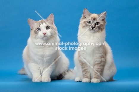 Ragdoll cats, Seal Lynx Point Mitted and Blue Lynx Point Bi-Color, sitting down