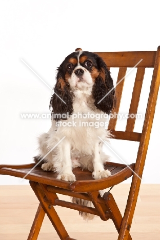 Cabalier King Charles Spaniel sitting on chair, looking up