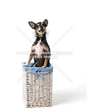 mixed breed dog on basket, on white background