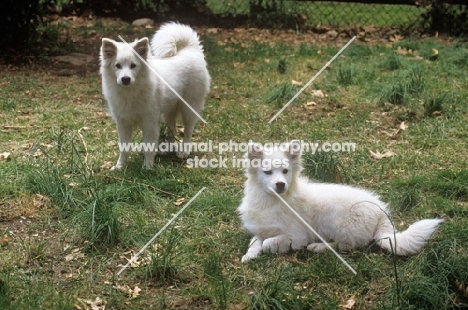 thunderpass camrose, and  willow run sierra, 5 months, american eskimo dogs