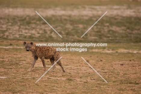 Hyena standing in vast open land, Kenya
