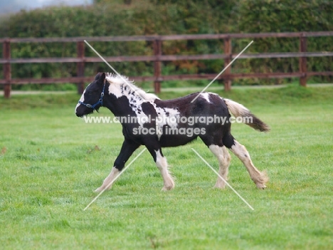 young Piebald horse running