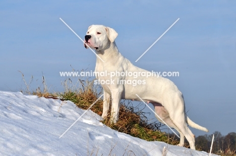 Dogo Argentino in snow