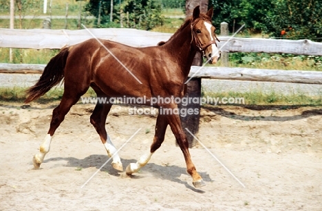 gelderland mare trotting in paddock