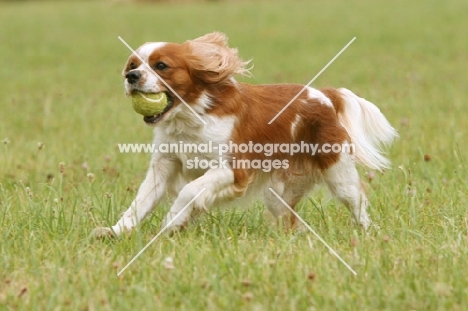 Cavalier King Charles Spaniel with ball