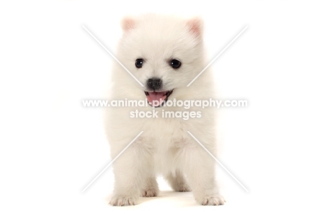 Japanese Spitz puppy barking