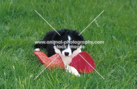 Border Collie puppy playing with hat