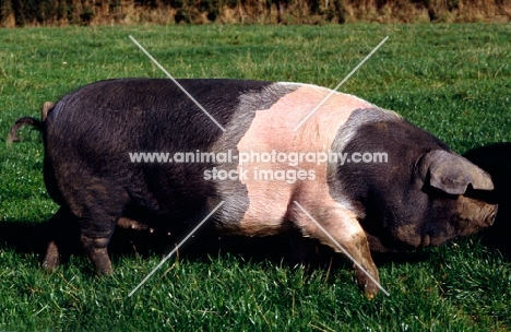 saddleback pig at heal farm, side view
