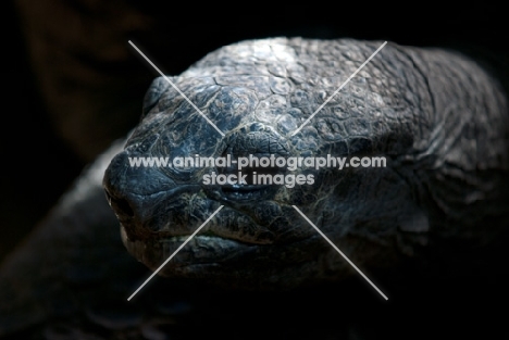 giant tortoise portrait