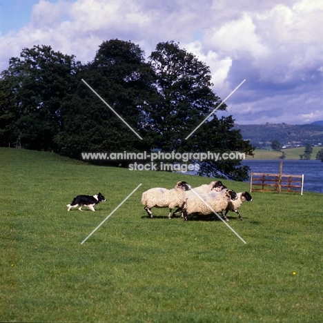 border collie penning sheep on 'one man and his dog' , lake district