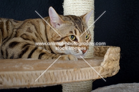 Bengal cat on a scratch post, studio shot