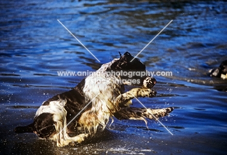 english springer spaniel jumping into water