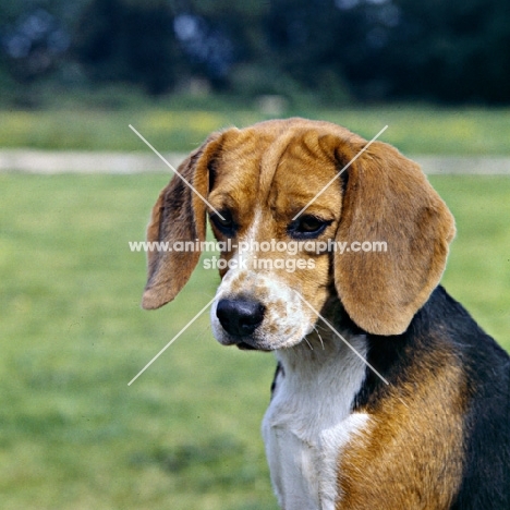 beagle head portrait