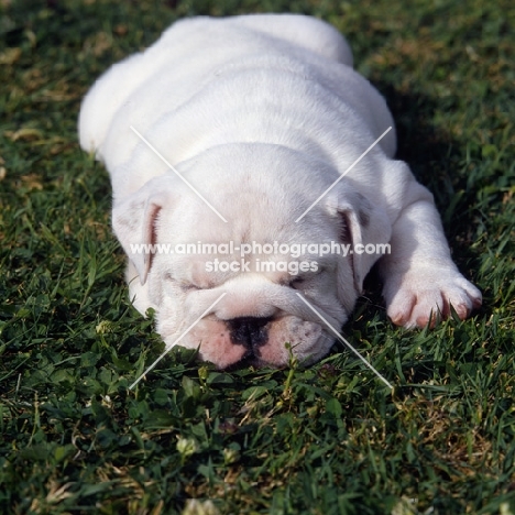 bulldog puppy asleep on grass