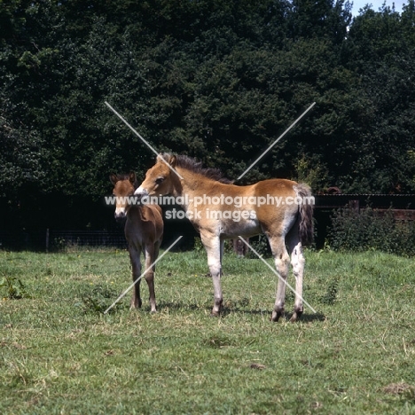 two Exmoor foals