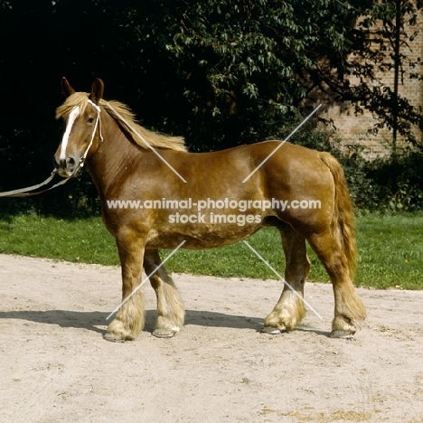 schleswig mare looking at camera