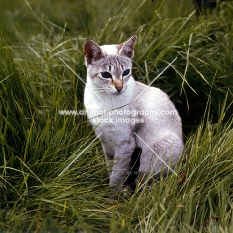 tabby point siamese cat sitting in long grass