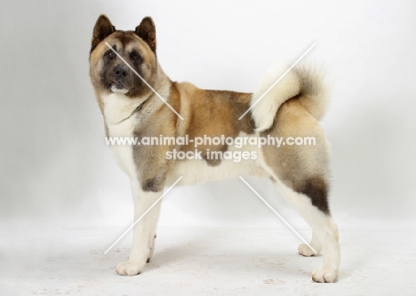 Australian Champion Akita standing on white background