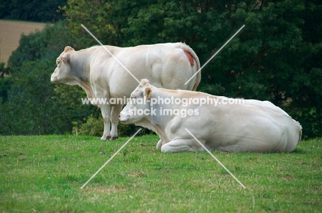 two Limousin cows in field