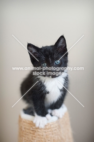 tuxedo kitten with polydactyl paws balancing on cat tower