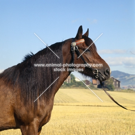 Vinvara T 1680, Døle pony in Norway head and shoulders side view