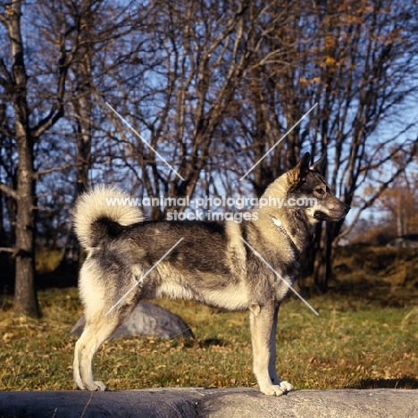 stepp, swedish elkhound standing