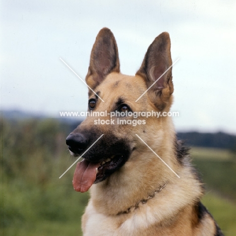 german shepherd dog, portrait, stella