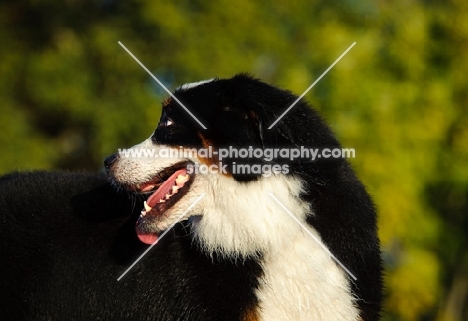 Bernese Mountain Dog looking away