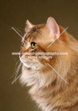 Siberian cat, head study