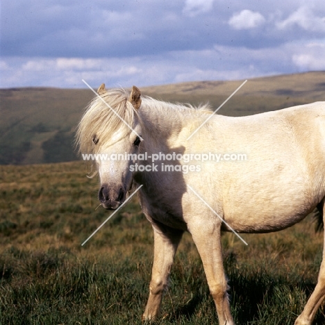 cream coloured welsh mountain pony on the brecon beacons 
