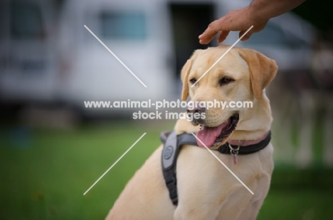 Profile shot of young yellow labrador sitting and owner patting on the head