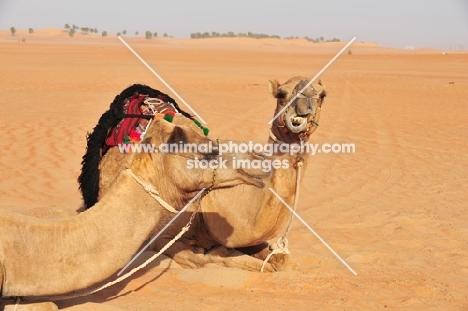 two camels in the desert