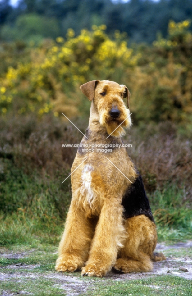 ch ginger xmas carol, airedale sitting in the countryside, best in show at crufts
