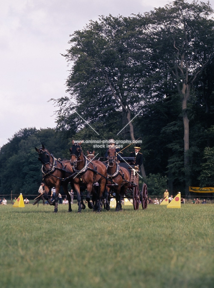 Duke of Edinburgh Cleveland Bays carriage driving competition, cirencester park,