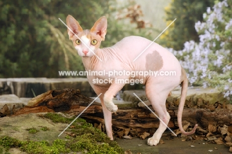 sphynx cat in environment