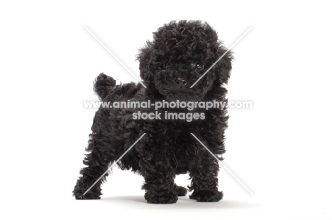 black puppy on white background