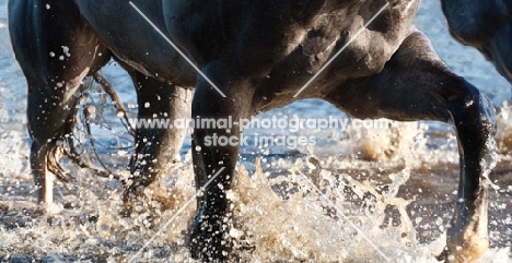 quarter horse walking through water, close-up