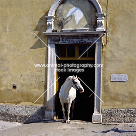 maestoso, lipizzaner stallion at the portal of the velbanca, ancient, historic door to stable at lipica