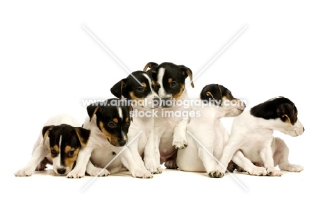 Jack Russell puppies in a group together isolated on a white background