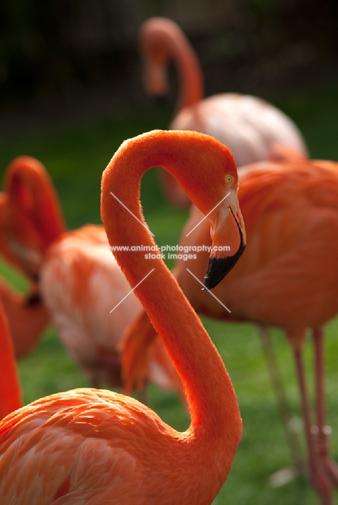 flamingo side view