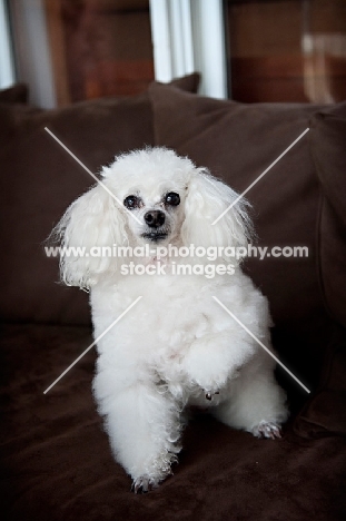 toy poodle with one paw up